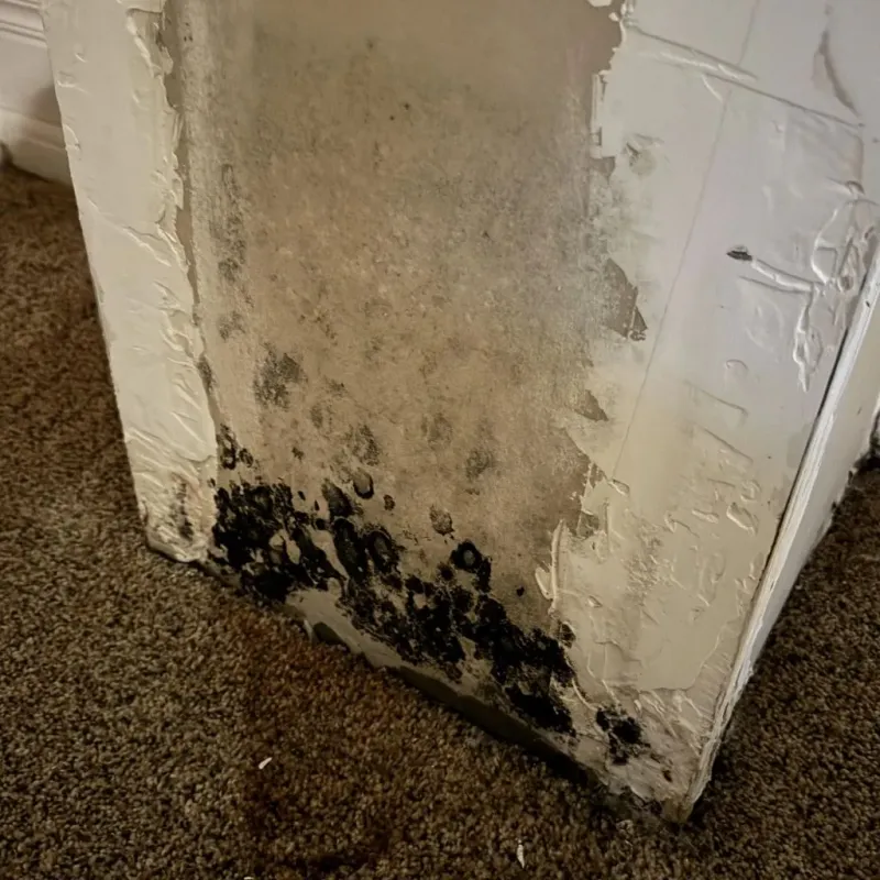 Professional Mold Removal in Raleigh, MS